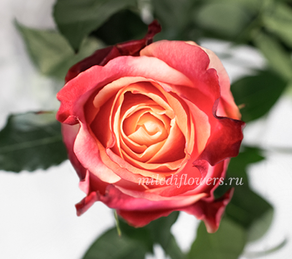 Роза классическая 3D